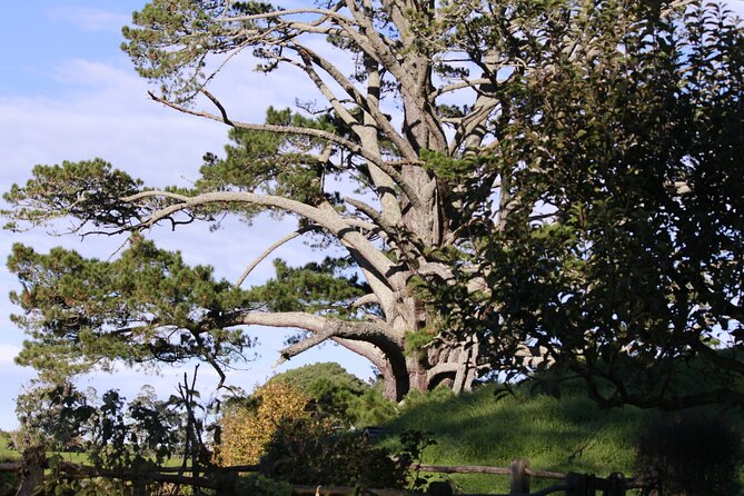 Hobbiton Afternoon Tour in Luxury Minibus from Auckland - What you get for $242.64