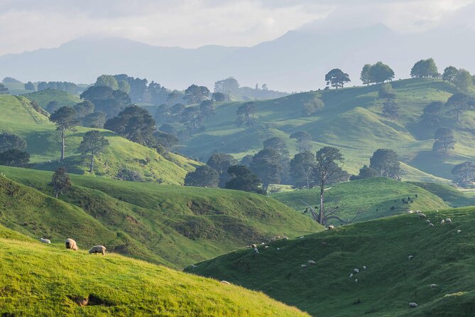 Hobbiton and Waitomo Caves Small Tour from Auckland - The road south from Auckland