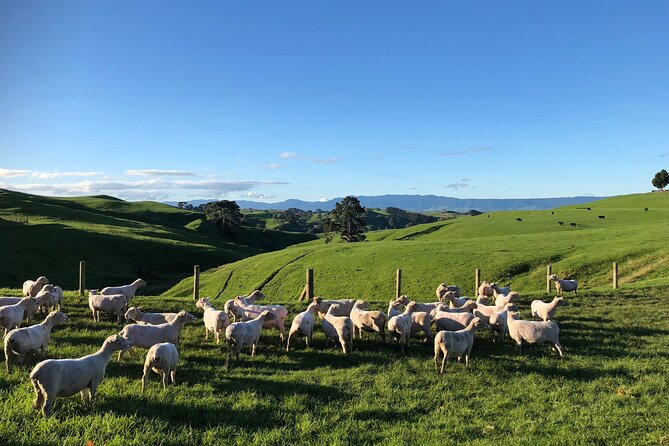 Hobbiton Movie Set Day Tour - What the guides add to the day