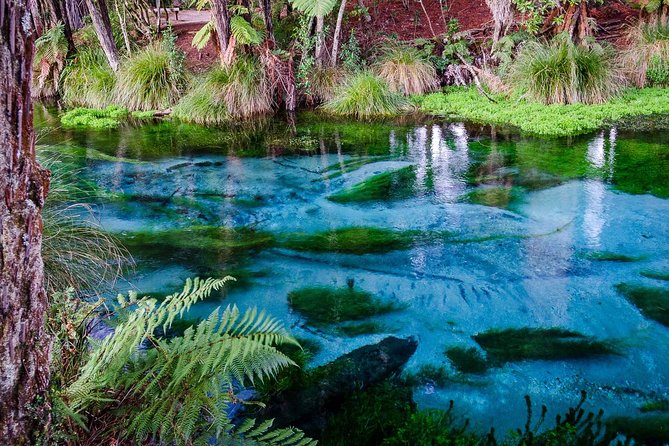 Hobbiton Movie Set tour & Glowworm Cave day tour - Why this Auckland day trip works