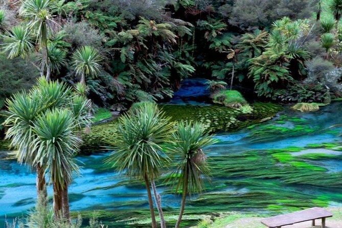Hobbiton Movie Set Tour to Blue Springs and Mineral Spa - Who will enjoy this private North Island outing