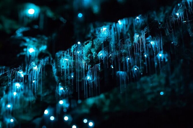 Hobbiton Movie Set & Waitomo Glow Worm Caves Private Tour - Waitomo’s glowworm cave and river boat