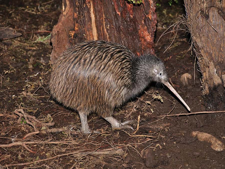 Hokitika: The National Kiwi Centre Tickets - The giant eels are the surprise highlight