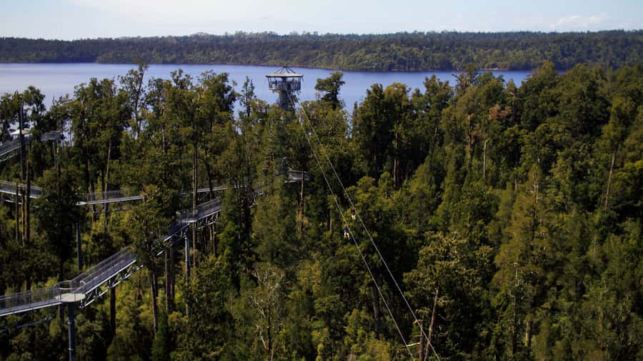 Hokitika: West Coast Tree Top Tower Zip Line and Walk - A short, fast flight through the trees