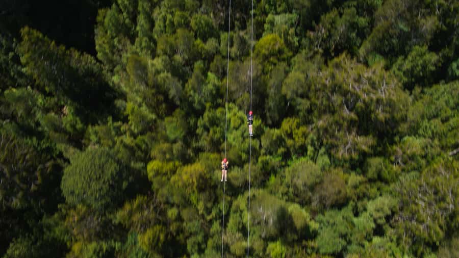 Hokitika: West Coast Tree Top Tower Zip Line and Walk - What the $71 price really covers
