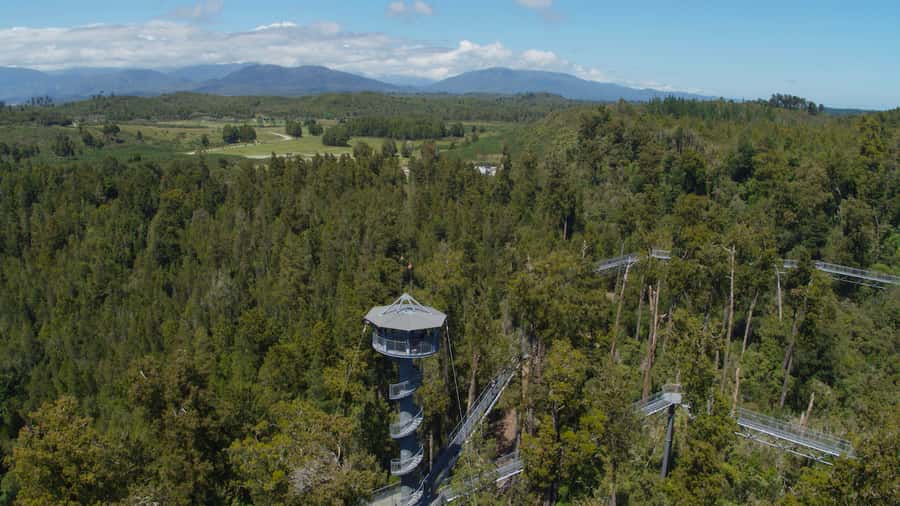 Hokitika: West Coast Tree Top Tower Zip Line and Walk - Should you book the Treetop Walk and Zip Line?