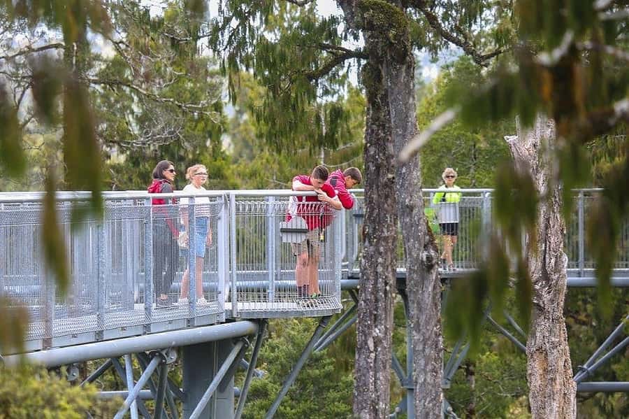 Hokitika: West Coast Treetop Walkway Entrance Ticket - Key points to know before you go