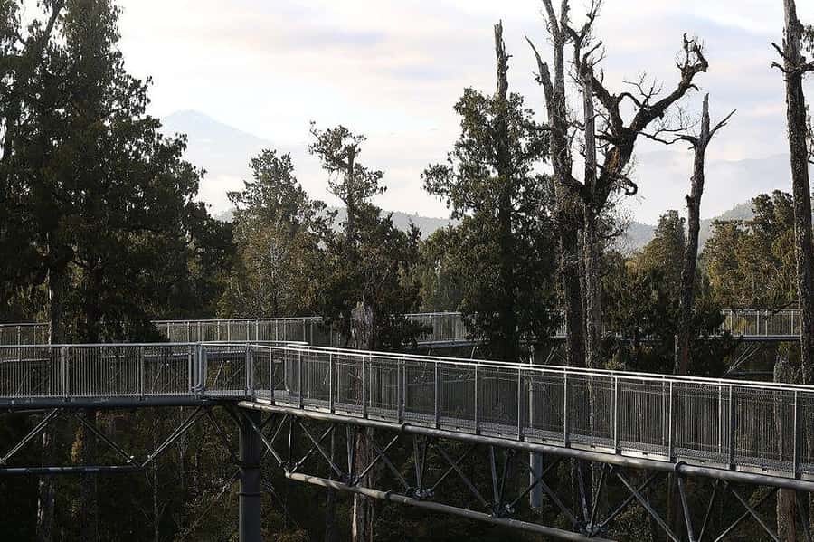 Hokitika: West Coast Treetop Walkway Entrance Ticket - What you see among the Rimu and Kamahi
