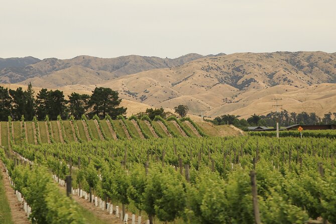 Hop on Hop off Wine Tours Marlborough - Prestige names and food-friendly cellar doors