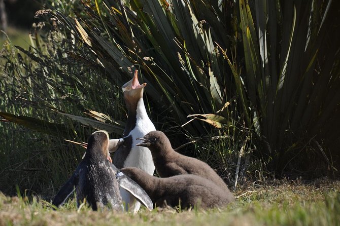 Iconic Wildlife Tour with Yellow Eyed Penguins & Royal Albatross - Why this Otago Peninsula day is worth your time