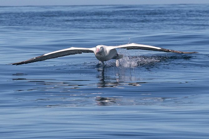 Iconic Wildlife Tour with Yellow Eyed Penguins & Royal Albatross - Walking, weather, and what to pack