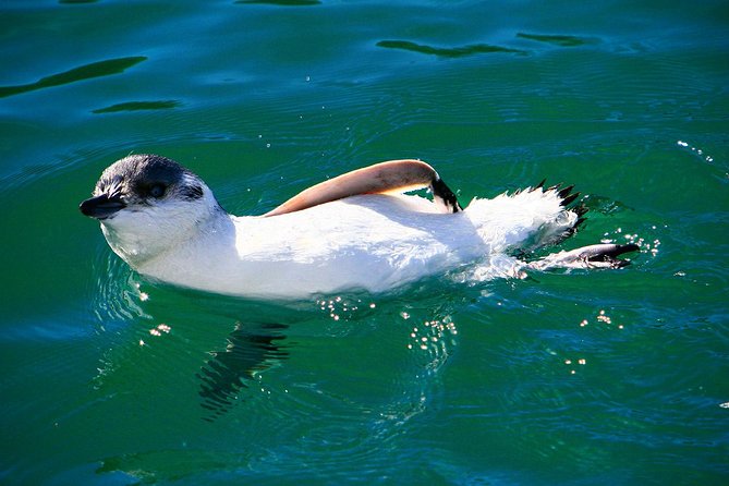 Iconic Wildlife Tour with Yellow Eyed Penguins & Royal Albatross - Yellow-eyed penguins at a private reserve