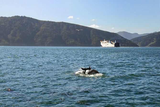 InterIslander Ferry - Wellington to Picton - Delays and the practical side of booking