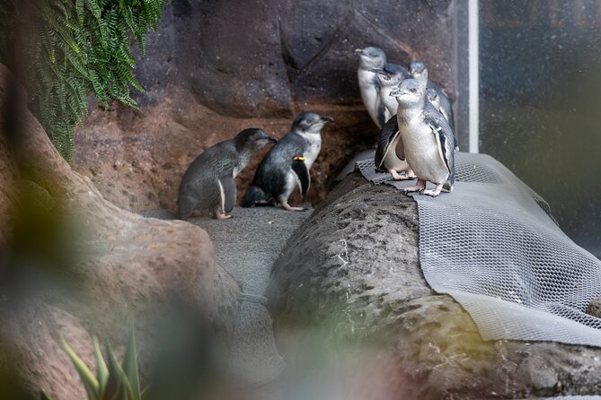 International Antarctic Centre General Admission Ticket - Meeting the huskies and hearing their story