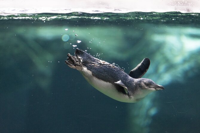 International Antarctic Centre General Admission Ticket - Who will enjoy this most?