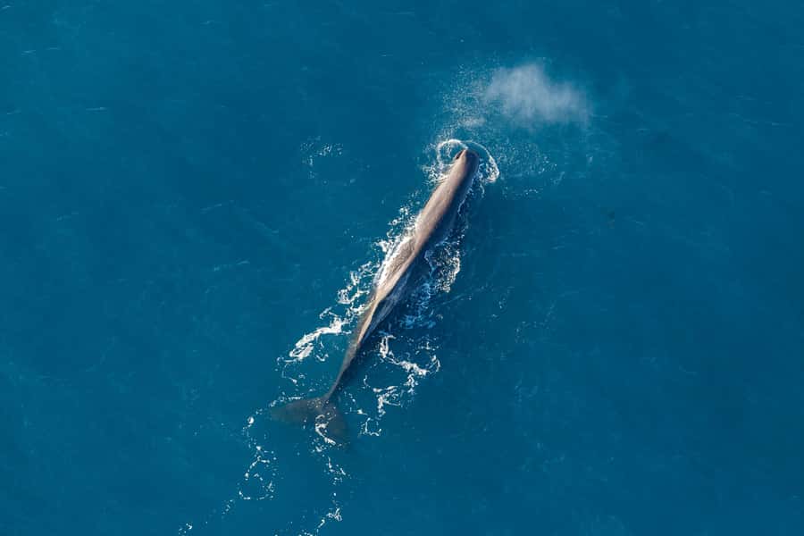 Kaikoura: 1-Hour Whale Watching Helicopter Tour - Why Kaikōura is such a good place to fly for whales