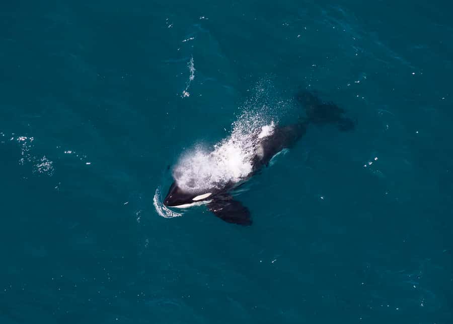 Kaikoura: 1-Hour Whale Watching Helicopter Tour - Dusky dolphins, fur seals, and the Kaikōura coast
