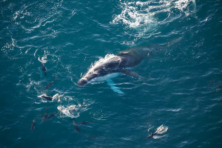 Kaikōura: 45-Minute Whale Watching Helicopter Tour - Why this Kaikōura flight feels special