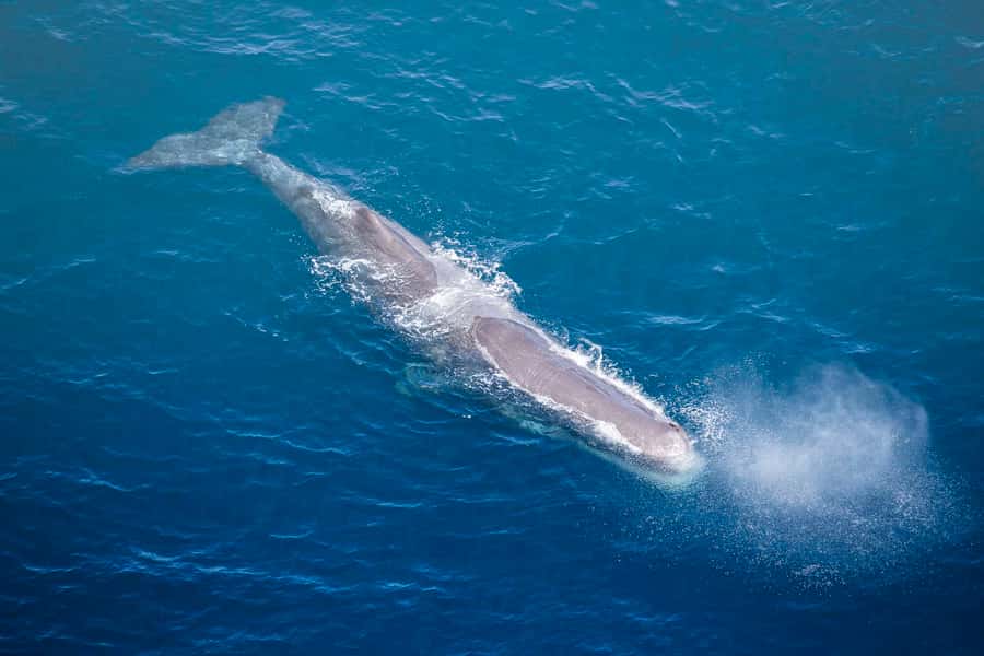 Kaikōura: 45-Minute Whale Watching Helicopter Tour - The exclusive mountain landing