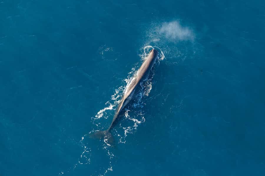 Kaikoura: Extended Flight Whale Watching & Mountain Tour - Key points to know before booking