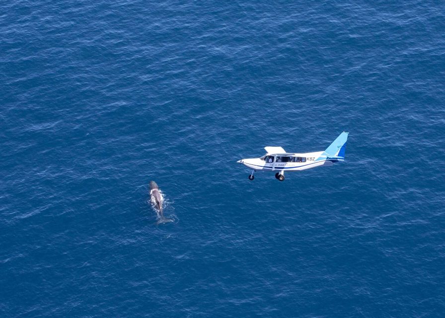 Kaikoura: Extended Flight Whale Watching & Mountain Tour - Practical tips for a better flight