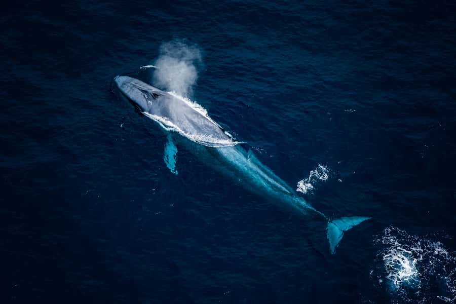 Kaikoura: Extended Flight Whale Watching & Mountain Tour - The six-seat aircraft and window view