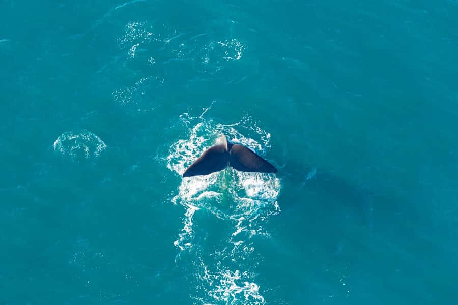 Kaikoura: Extended Flight Whale Watching & Mountain Tour - Following the whale area over Kaikoura