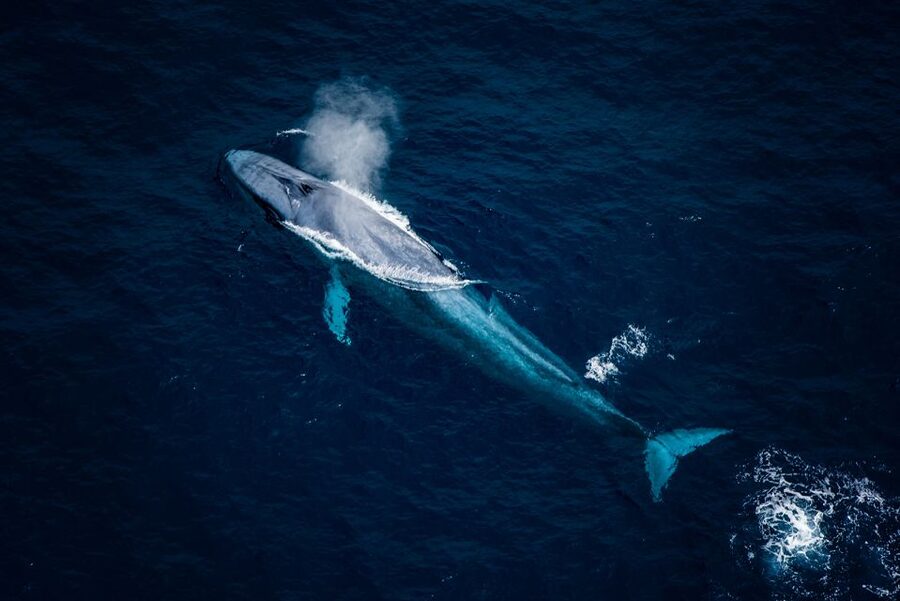 Kaikoura: Extended Flight Whale Watching & Mountain Tour - Is $236 a fair price?