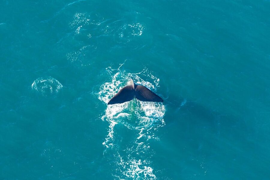 Kaikoura: Extended Flight Whale Watching & Mountain Tour - Who will enjoy this flight most?