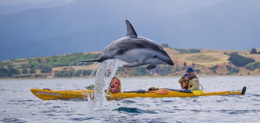 Kaikoura: Half-Day Wildlife Kayaking Tour - Why kayaking makes Kaikoura’s wildlife feel close
