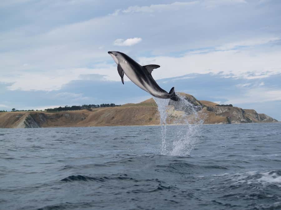 Kaikoura: Half-Day Wildlife Kayaking Tour - Watching fur seals hunt near your kayak