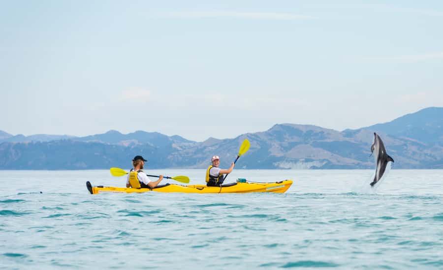 Kaikoura: Half-Day Wildlife Kayaking Tour - Dolphins, penguins, birds, and the lucky extras