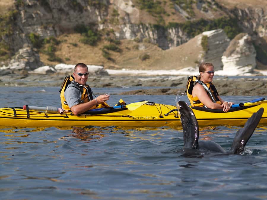 Kaikoura: Half-Day Wildlife Kayaking Tour - How hard is the kayaking?