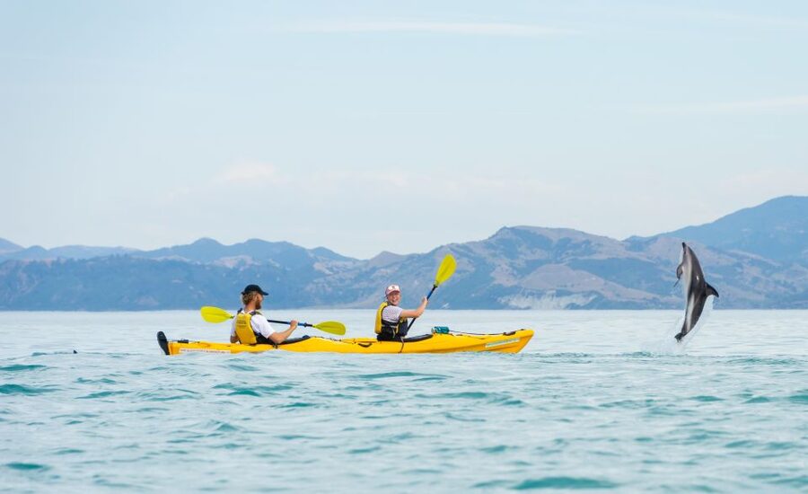Kaikoura: Half-Day Wildlife Kayaking Tour - Is $95 a fair price?