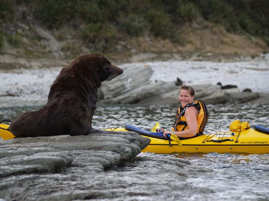 Kaikoura: Half-Day Wildlife Kayaking Tour - Meeting the guides and learning the basics