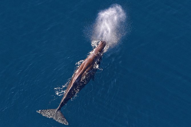 Kaikoura Helicopters Classic Whale Watch - Key points to know before booking