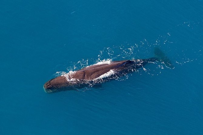 Kaikoura Helicopters Classic Whale Watch - A small aircraft and personal attention