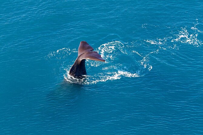Kaikoura Helicopters Extended Whale Watch - Why the extra ten or twenty minutes matter over Kaikōura