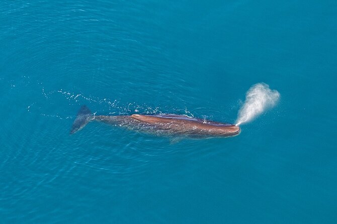 Kaikoura Helicopters Extended Whale Watch - Sperm whales, dolphins, seals, and passing baleen whales