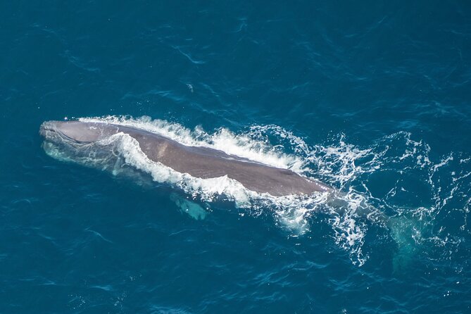 Kaikoura Helicopters Extended Whale Watch - The 40-minute flight into the whale area