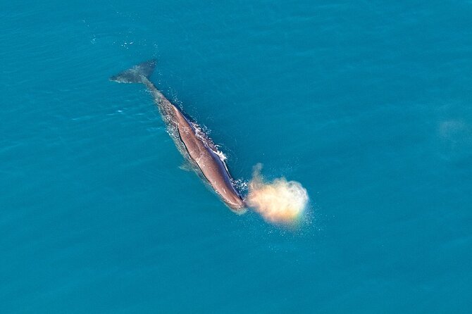 Kaikoura Helicopters Top n Tail Whale Watch flight - From Kaikōura’s beachfront helipad to the open sea