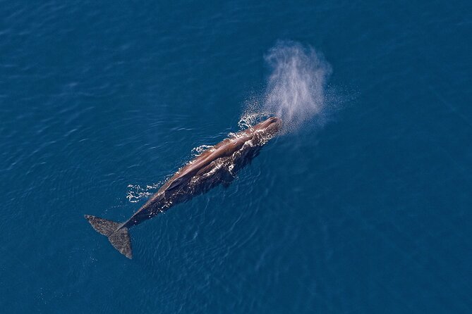 Kaikoura Helicopters Top n Tail Whale Watch flight - The return route follows the Hapuku River