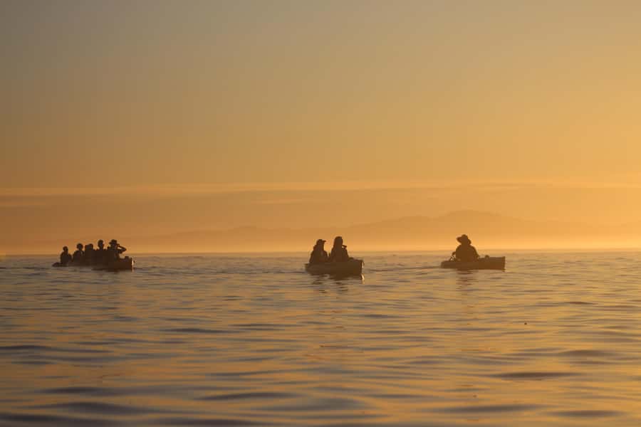 Kaikōura: Kayak Sunset Tour with Seal Sightings - Quick reasons to consider the sunset kayak