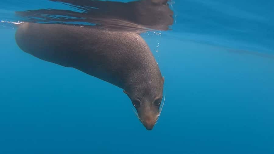 Kaikōura: Kayak Sunset Tour with Seal Sightings - Two hours along the peninsula at sunset