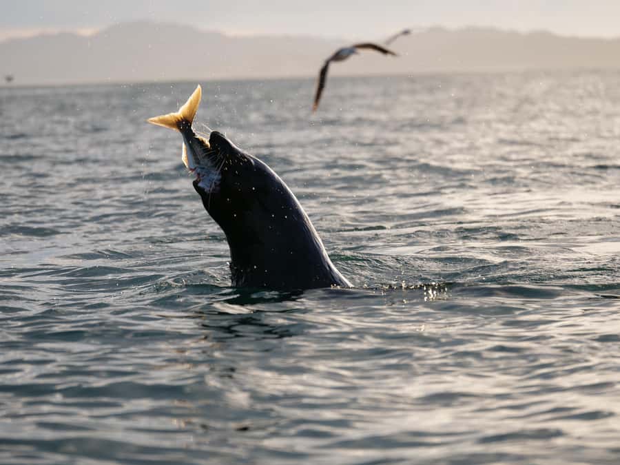 Kaikōura: Kayak Sunset Tour with Seal Sightings - From 18 Beach Road to the Kaikōura Peninsula