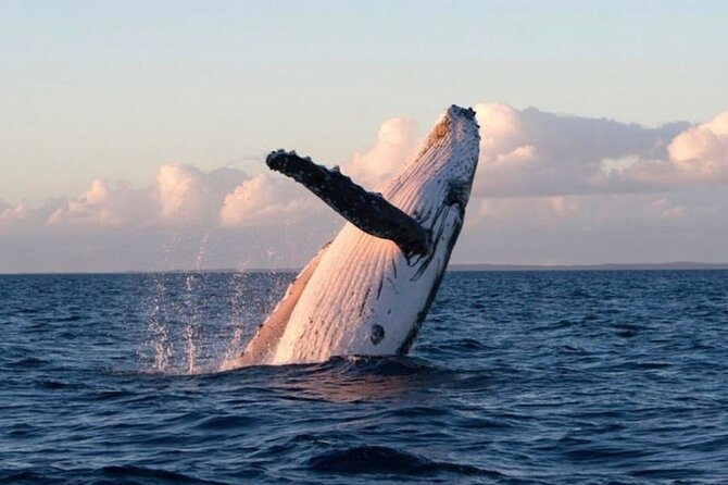 Kaikoura Private Whale Watching Day Trip from Christchurch - The whale-watching cruise, the costly centerpiece