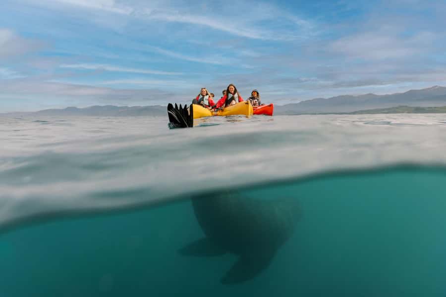 Kaikoura: Seal-Watching Pedal Kayak Tour - Key points to know before you book