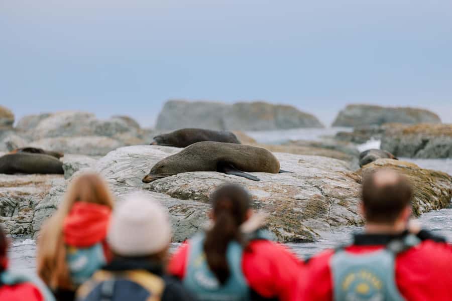 Kaikoura: Seal-Watching Pedal Kayak Tour - Timing, weather, and useful preparation