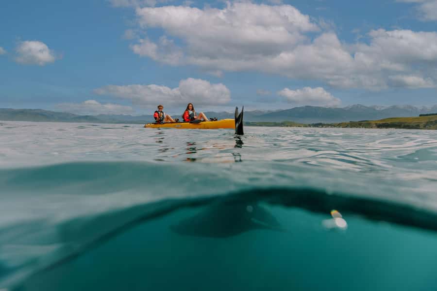 Kaikoura: Seal-Watching Pedal Kayak Tour - Why a pedal kayak works so well for wildlife