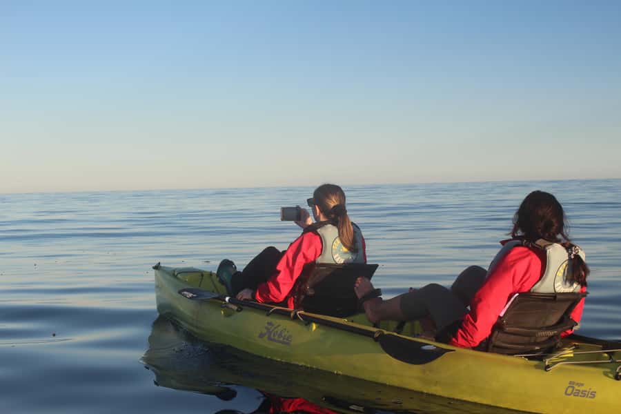 Kaikoura: Seal-Watching Pedal Kayak Tour - Two hours around Kaikoura Peninsula